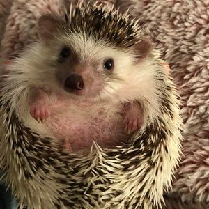 Meet your Posher, Linzor